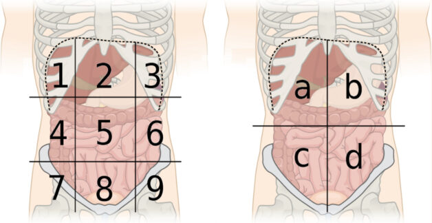 Grids of nine abdominal regions and four abdominal quadrants
