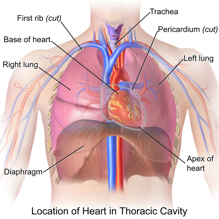 Diagram of contents of thoracic cavity
