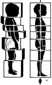 diagram of organized vs disorganized body